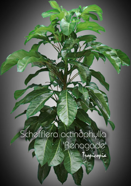 Schefflera - Schefflera actinophylla 'Renegade' - Umbella plant